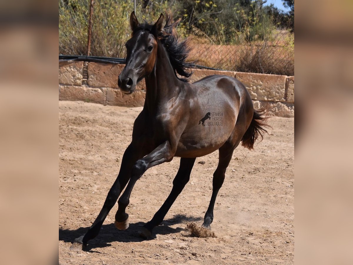 Andalou Étalon 1 Année 158 cm Noir in Mallorca