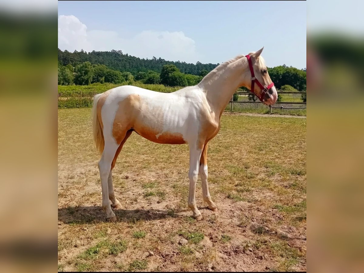 Andalou Étalon 1 Année 160 cm Pinto in Martfeld