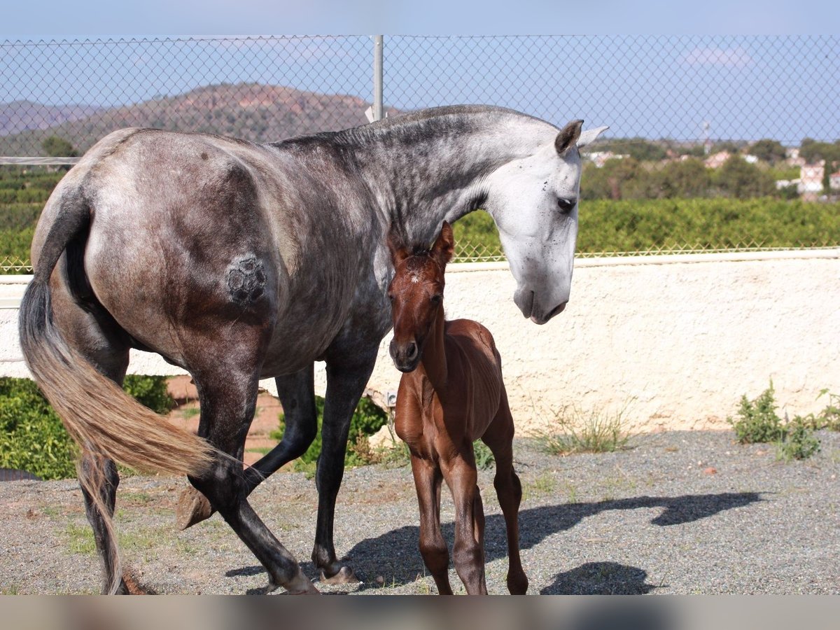 Andalou Étalon 1 Année 163 cm Bai cerise in Valencia