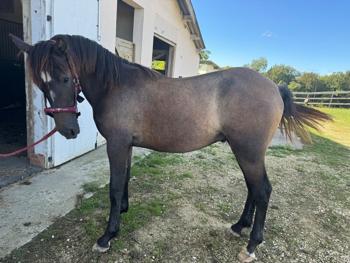 Andalou Croisé Étalon 1 Année 165 cm Roan-Bay in Gers