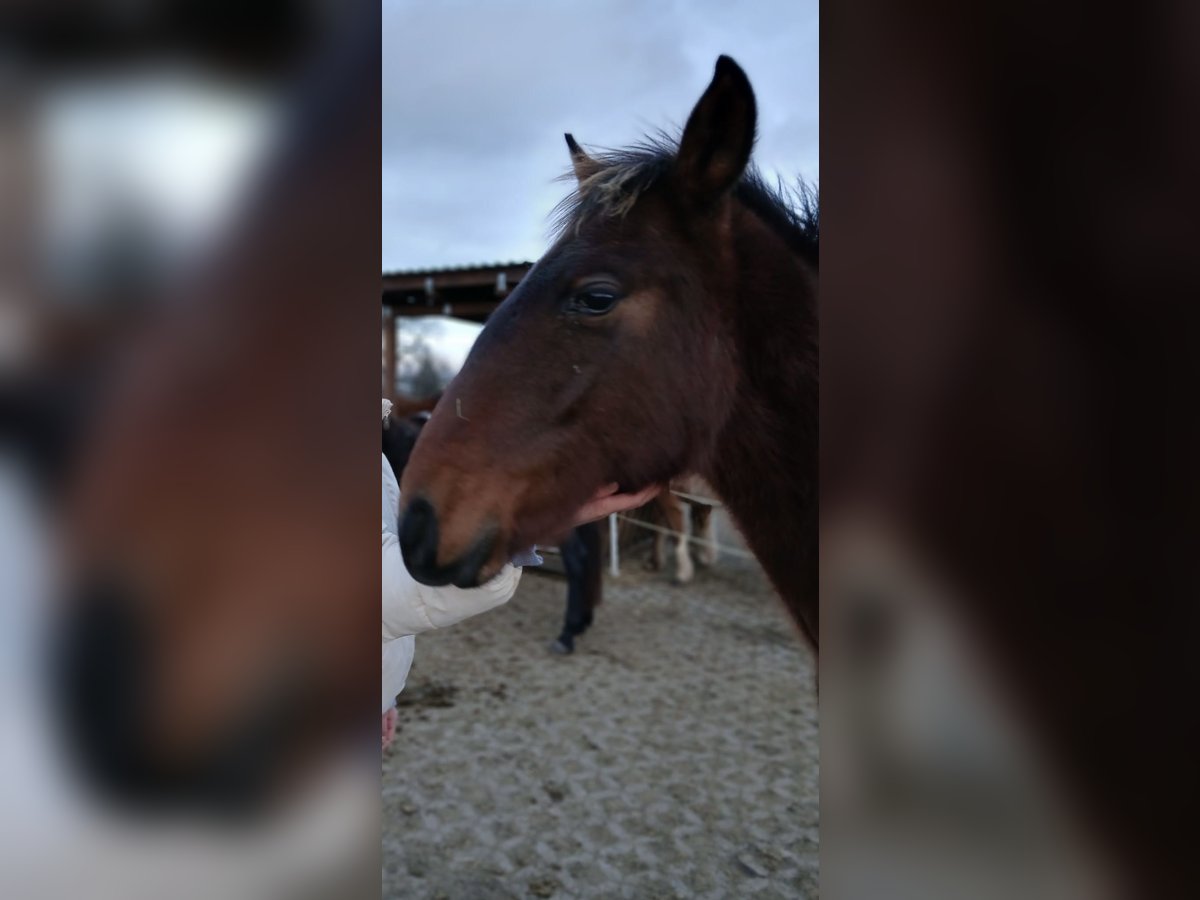 Andalou Étalon 1 Année Bai in Ballenstedt