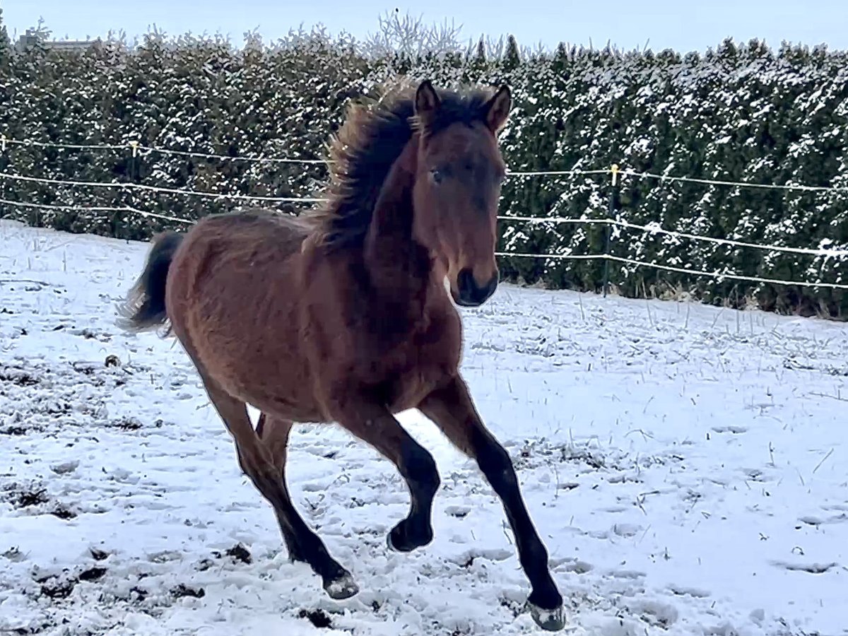 Andalou Étalon 1 Année Bai in Ballenstedt