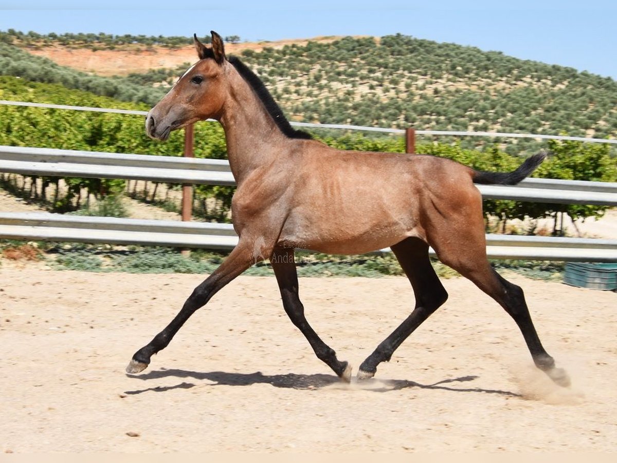 Andalou Étalon 1 Année Gris in Provinz Cordoba