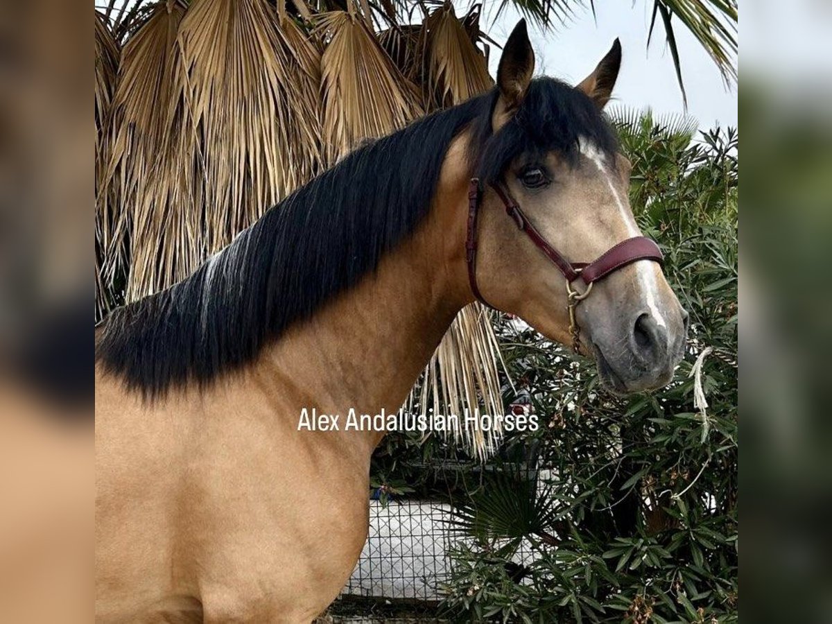 Andalou Étalon 2 Ans 155 cm Buckskin in Sevilla