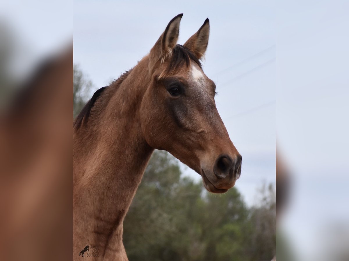 Andalou Étalon 2 Ans 160 cm Gris in Mallorca