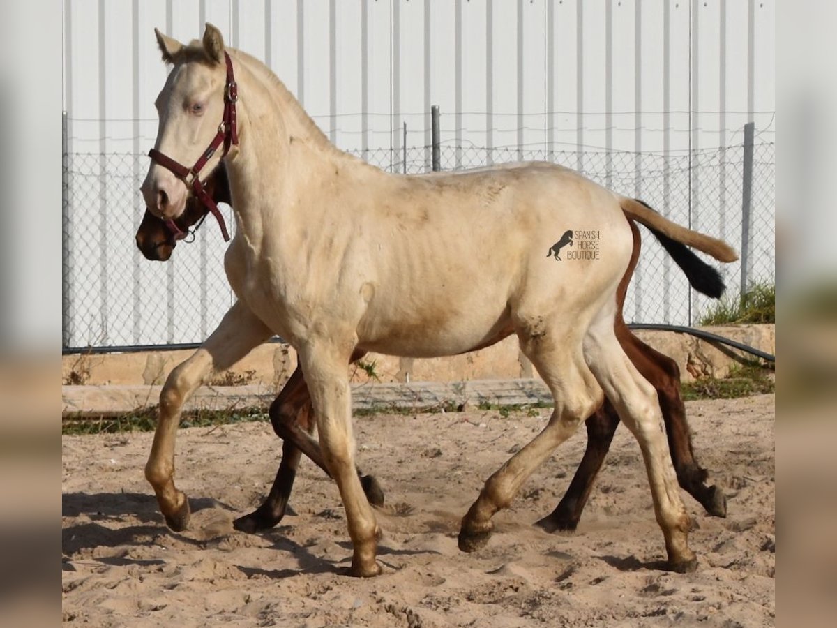 Andalou Étalon 2 Ans 162 cm Perlino in Mallorca