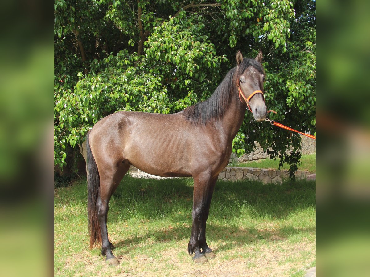 Andalou Étalon 3 Ans 154 cm Aubère in Vejer de la Frontera