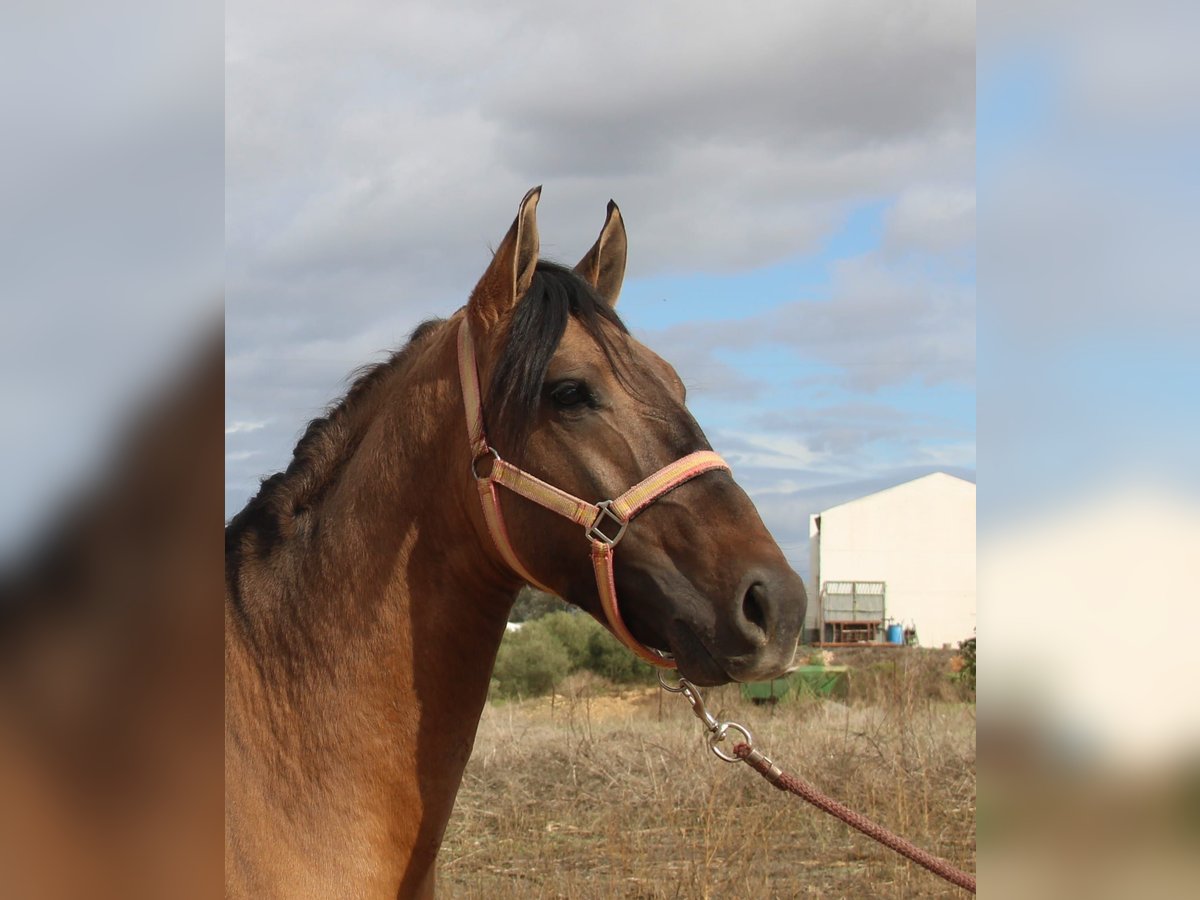 Andalou Étalon 3 Ans 155 cm Isabelle in Vejer de la Frontera