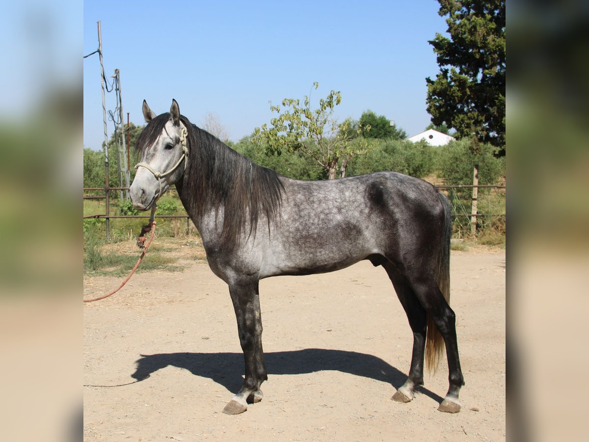 Andalou Étalon 3 Ans 156 cm Gris in Vejer de la Frontera