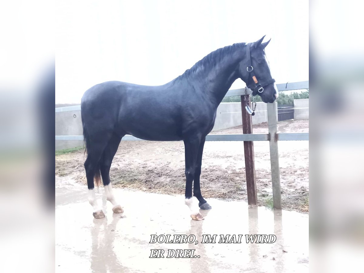 Andalou Étalon 3 Ans 157 cm Noir in Chiclana de la Frontera