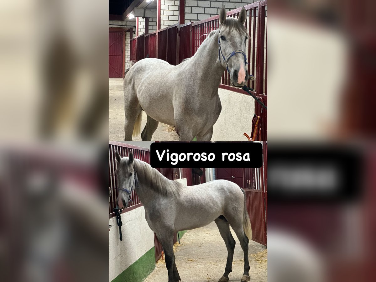 Andalou Étalon 3 Ans 158 cm Gris pommelé in Fuenlabrada