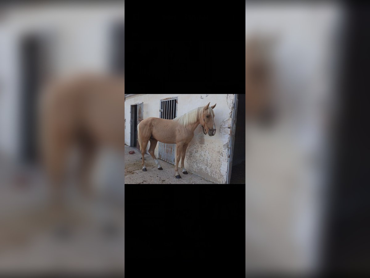 Andalou Étalon 3 Ans 158 cm Palomino in Novelda