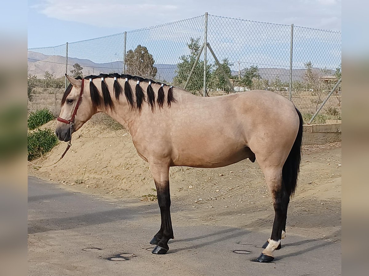 Andalou Étalon 3 Ans 159 cm Buckskin in Tabernas