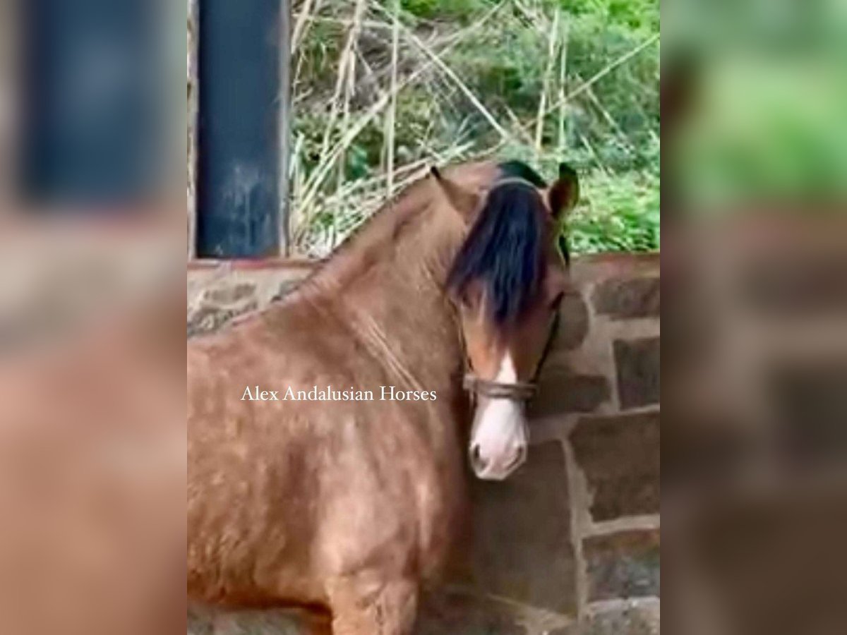 Andalou Croisé Étalon 3 Ans 160 cm Buckskin in Sevilla