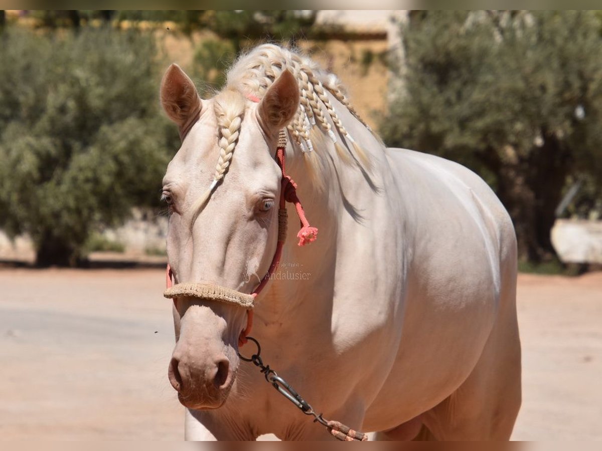 Andalou Étalon 3 Ans 162 cm Cremello in Provinz Malaga