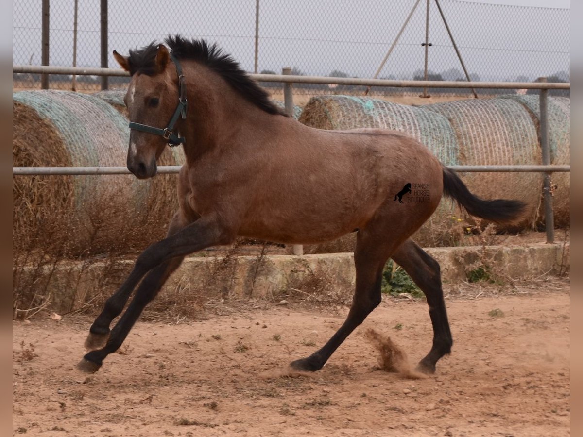 Andalou Étalon 3 Ans 165 cm Gris in Mallorca