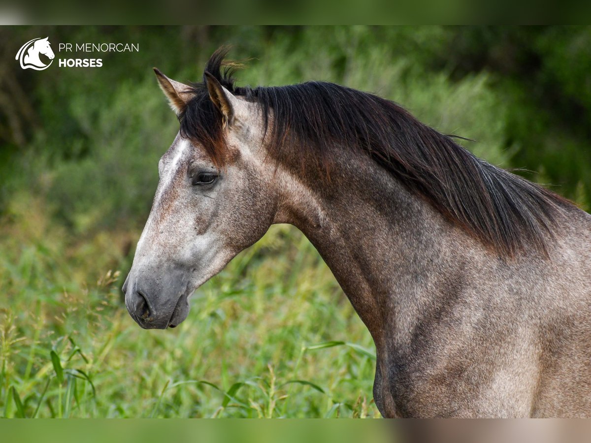 Andalou Étalon 3 Ans 167 cm Gris in Menorca