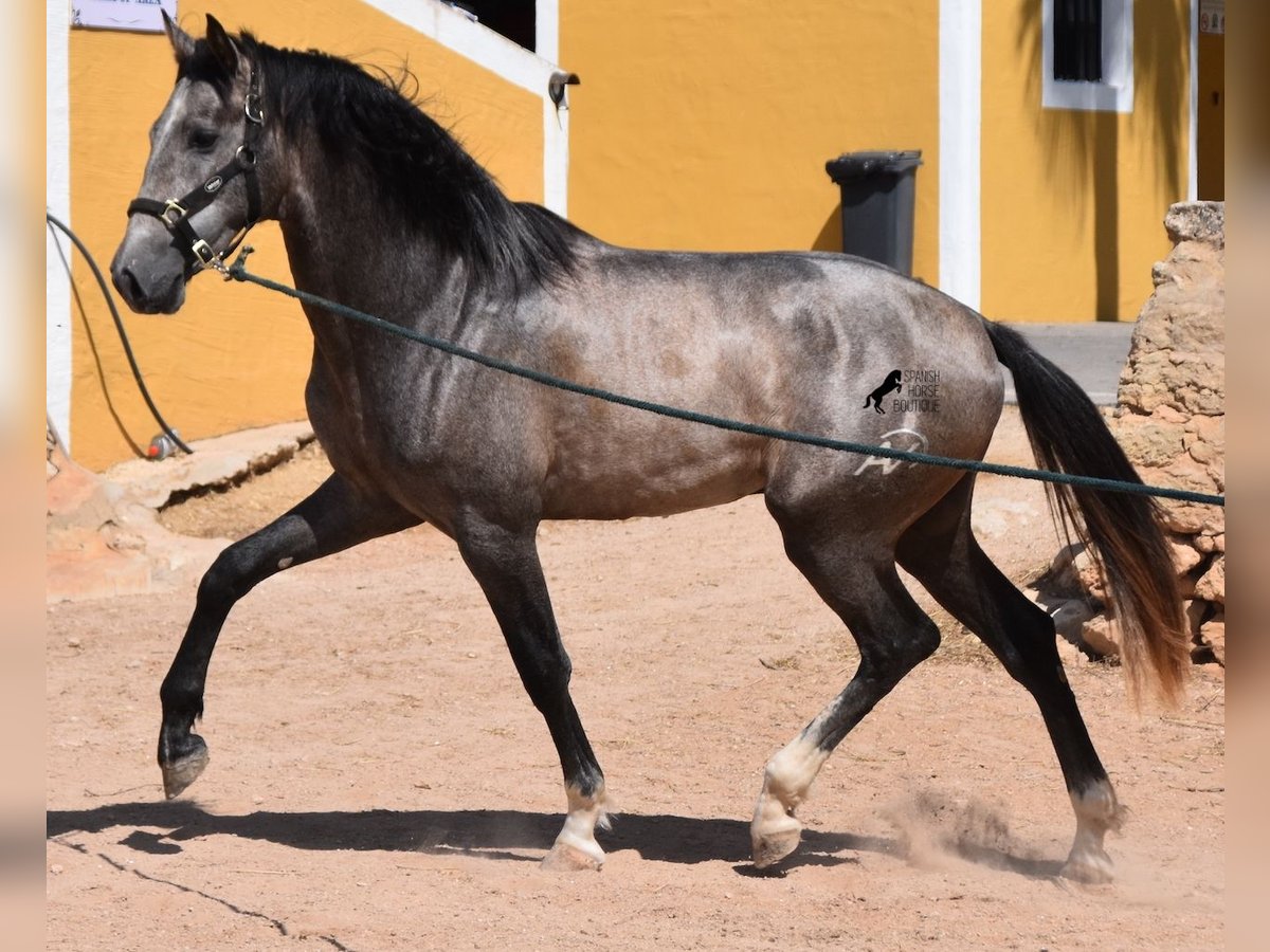 Andalou Étalon 3 Ans 170 cm Gris in Menorca