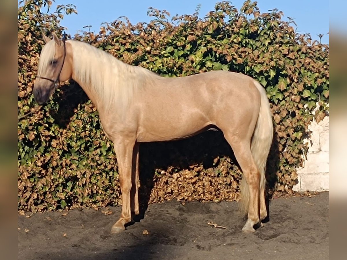 Andalou Étalon 3 Ans Palomino in Galaroza (Huelva)