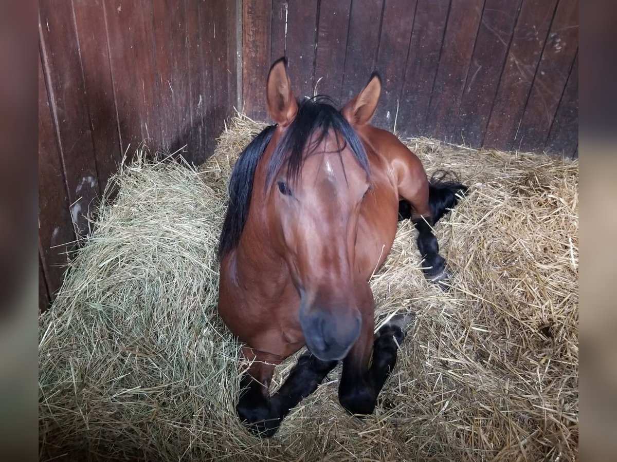 Andalou Étalon 4 Ans 152 cm Bai in Efringen-Kirchen