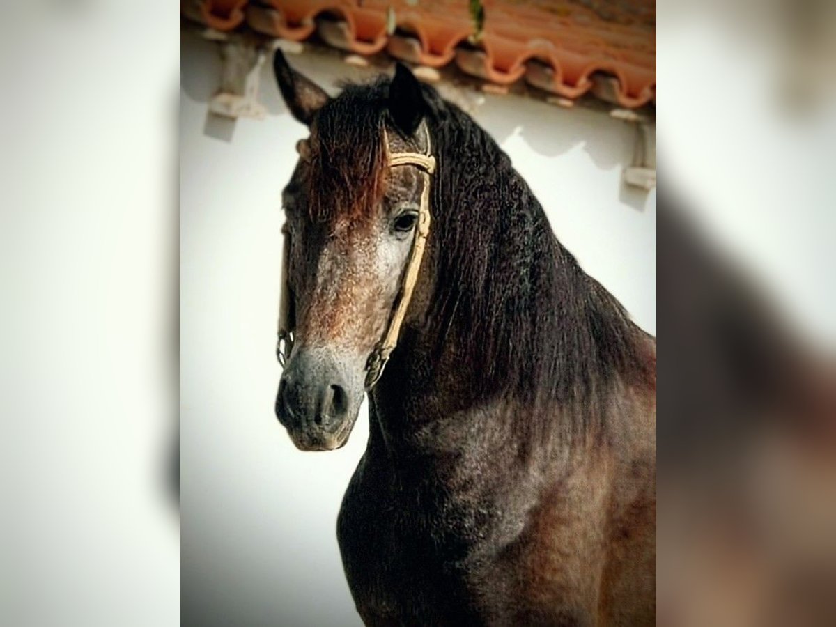 Andalou Étalon 4 Ans 155 cm Gris (bai-dun) in Valencia