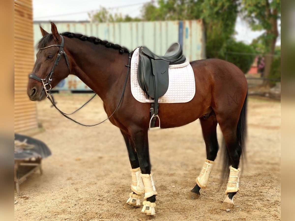 Andalou Étalon 4 Ans 160 cm Bai cerise in Sevilla