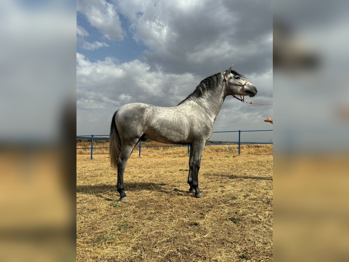 Andalou Étalon 4 Ans 160 cm Gris pommelé in Badajoz