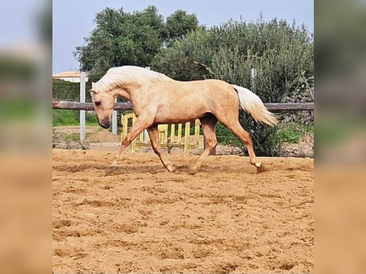 Andalou Étalon 4 Ans 161 cm Palomino in Vejer de la Frontera