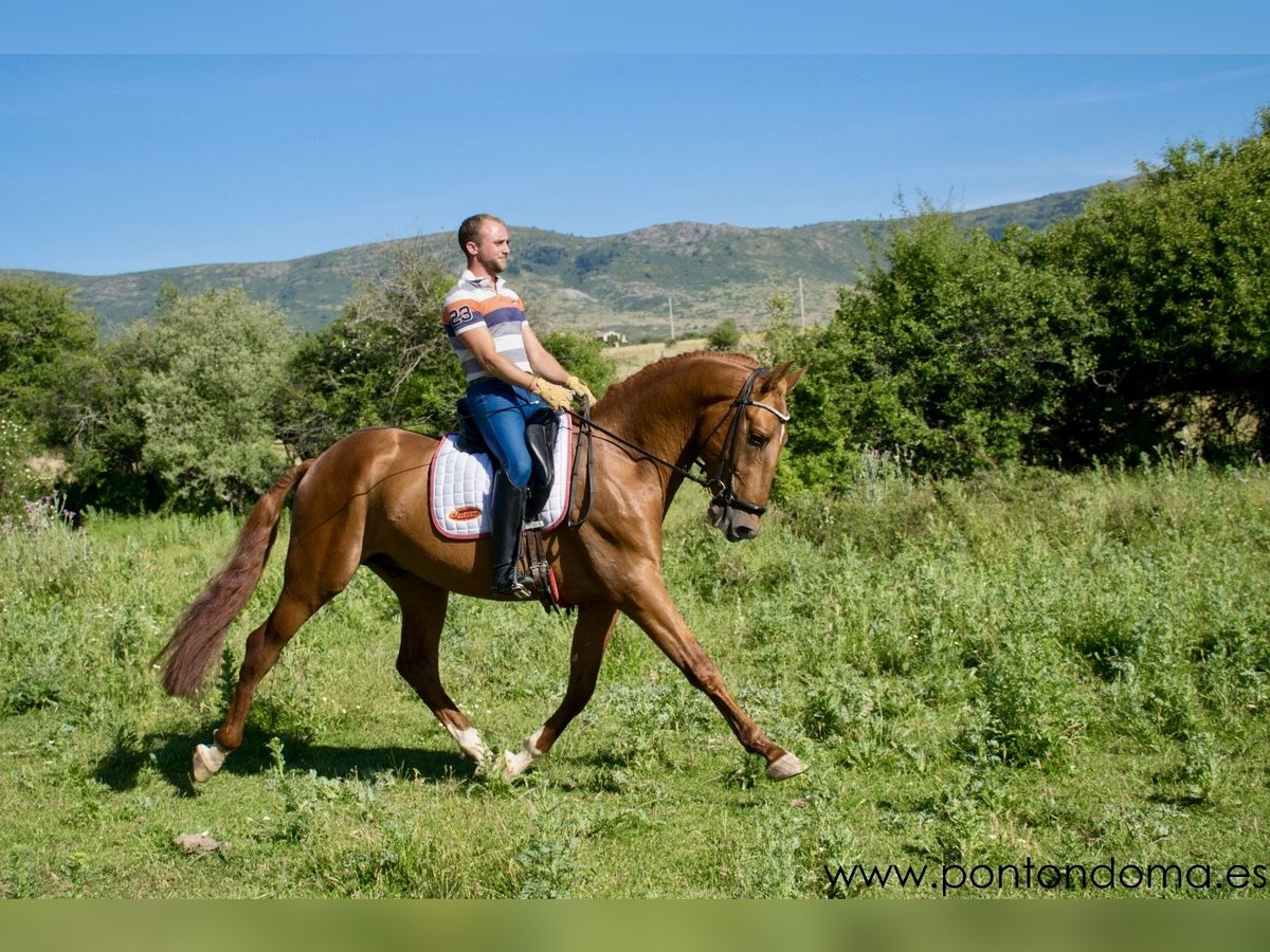 Andalou Étalon 4 Ans 163 cm Alezan cuivré in Espirdo