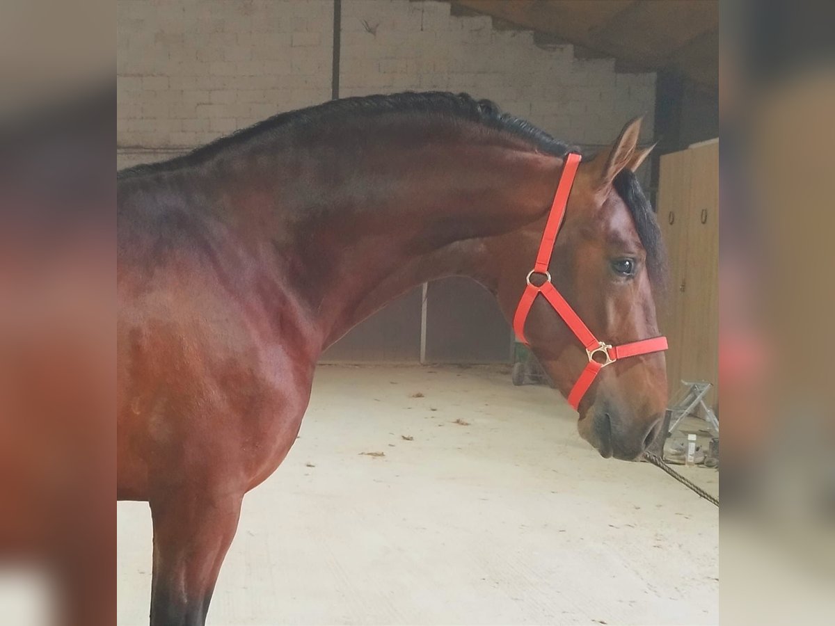 Andalou Étalon 4 Ans 163 cm Bai cerise in Jaen