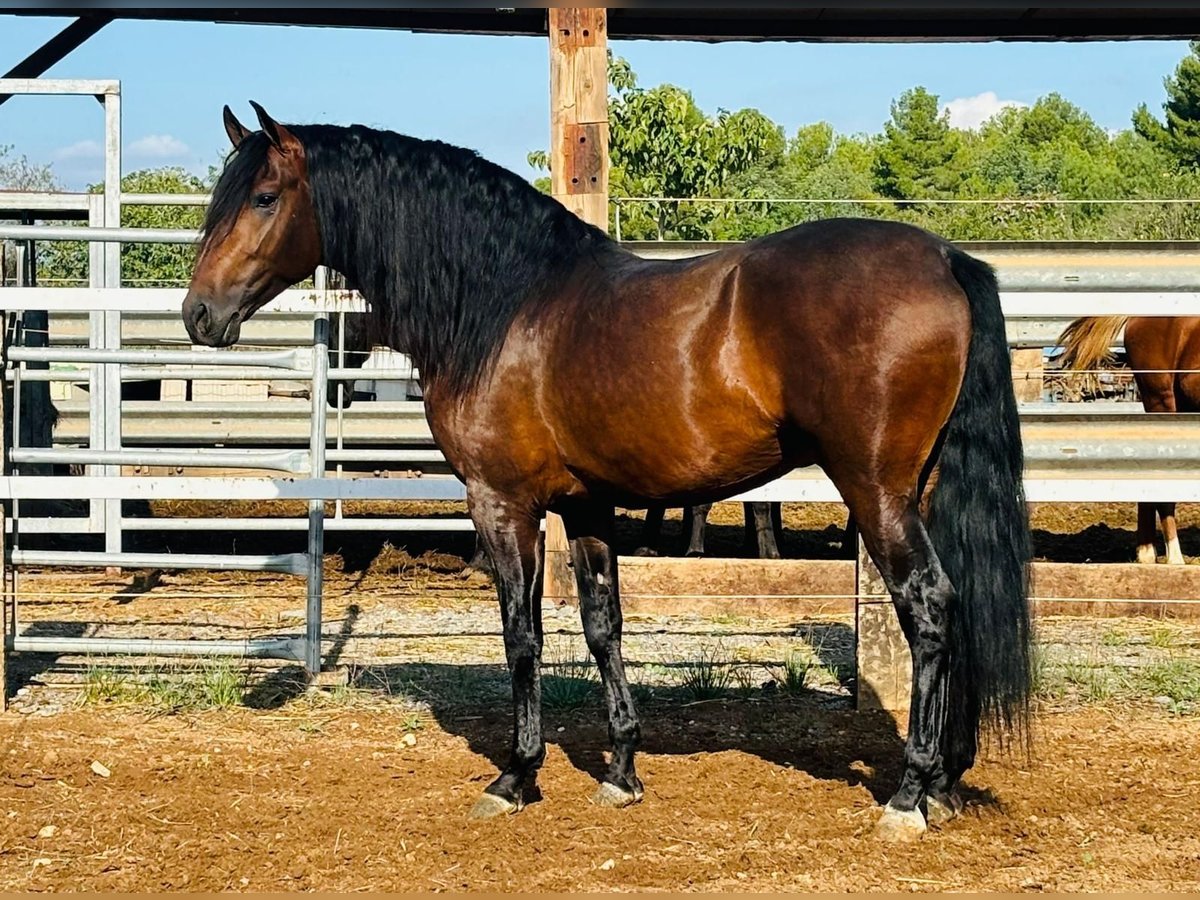 Andalou Étalon 4 Ans 164 cm Bai in Navalcan