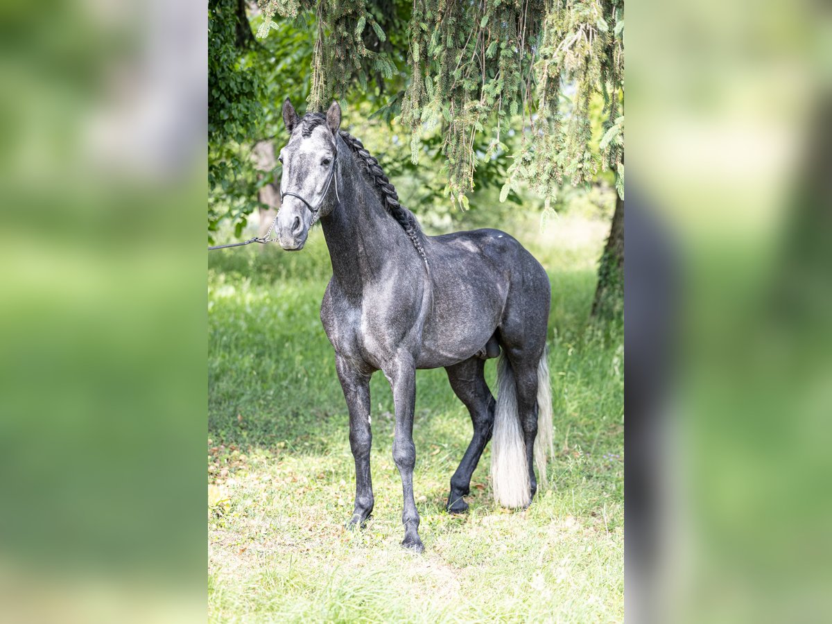 Andalou Étalon 4 Ans 164 cm Gris noir in Herbolzheim