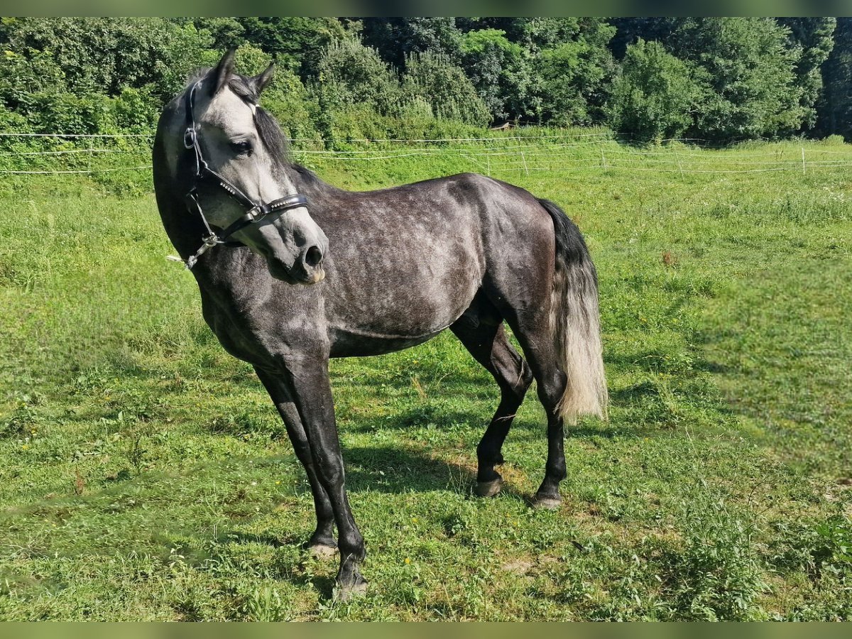 Andalou Étalon 4 Ans 164 cm Gris noir in Herbolzheim