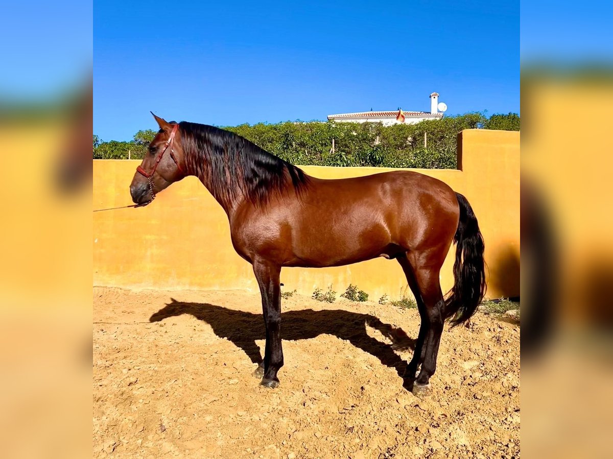 Andalou Étalon 4 Ans 165 cm Bai cerise in Malaga