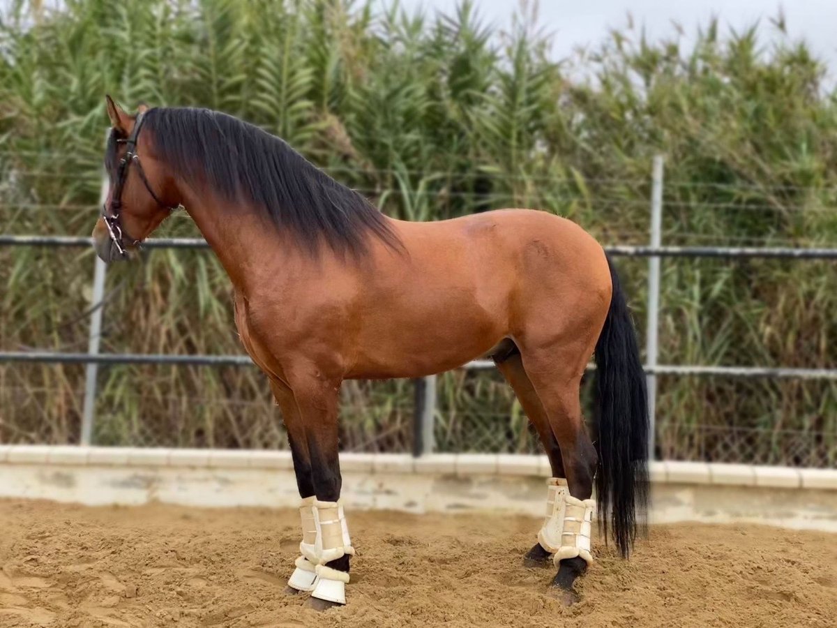 Andalou Étalon 4 Ans 165 cm Bai cerise in Sevilla