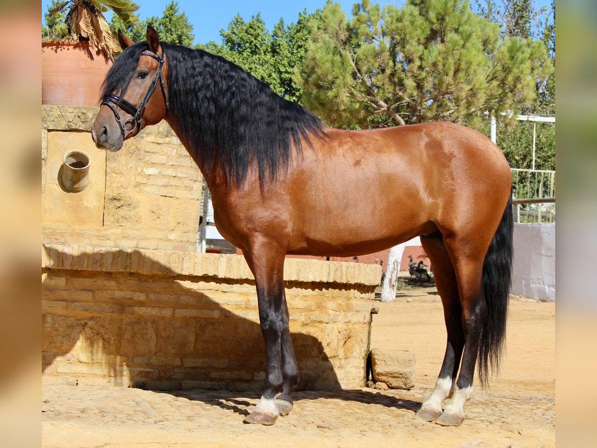 Andalou Étalon 4 Ans 165 cm Bai cerise in Sevilla