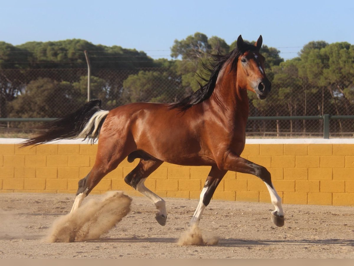 Andalou Étalon 4 Ans 167 cm Bai cerise in Hamburg