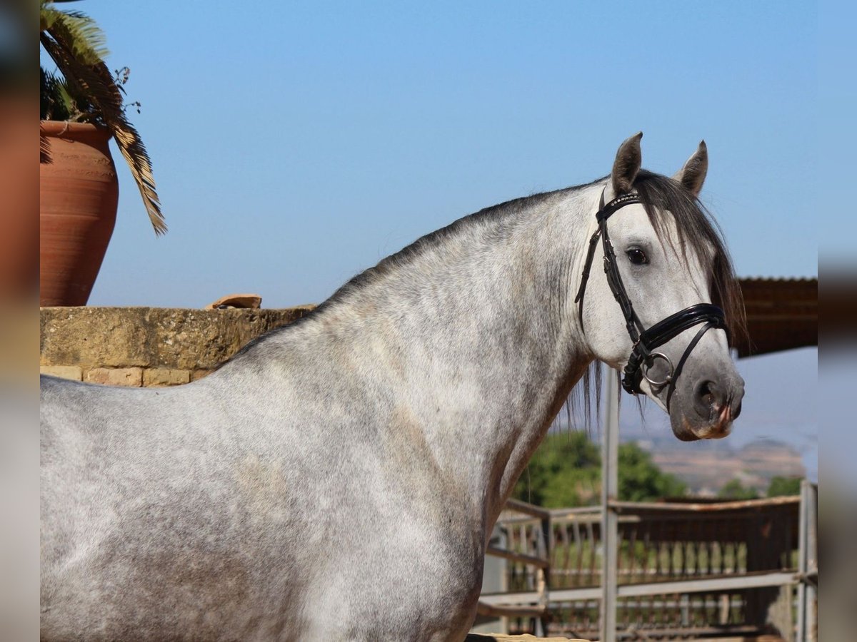 Andalou Étalon 4 Ans 168 cm Gris in Sevilla