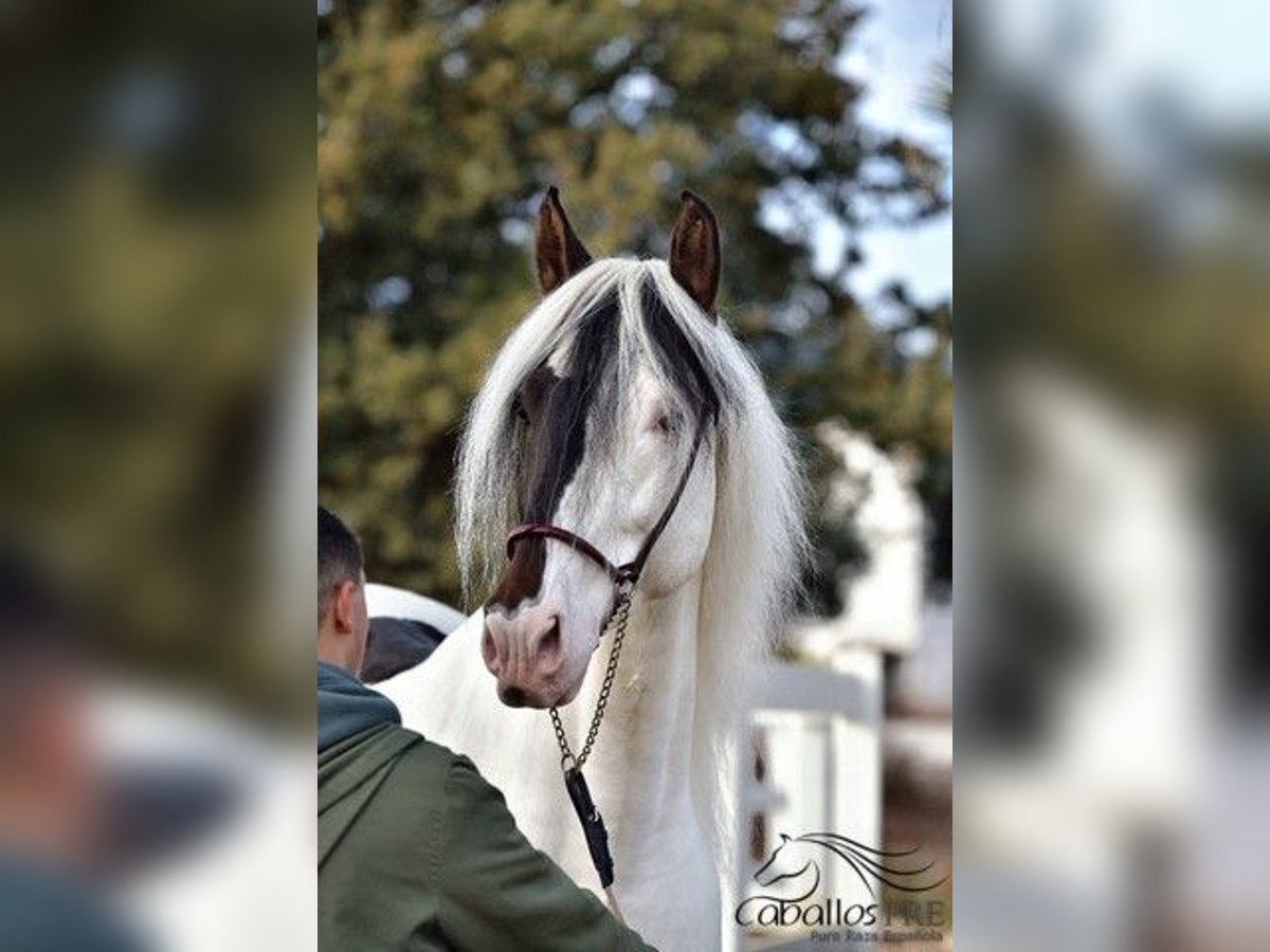 Andalou Étalon 4 Ans 168 cm Pinto in Barcelona