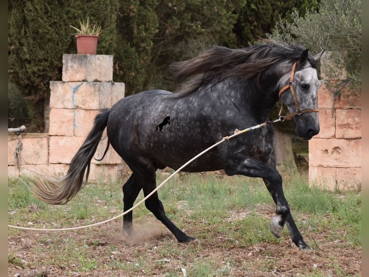 Andalou Étalon 4 Ans 169 cm Gris in Mallorca