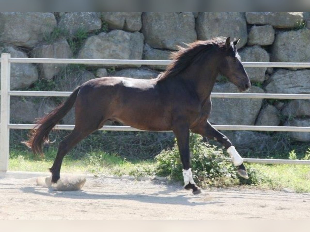 Andalou Étalon 4 Ans 173 cm Noir in olvan (Barcelona)