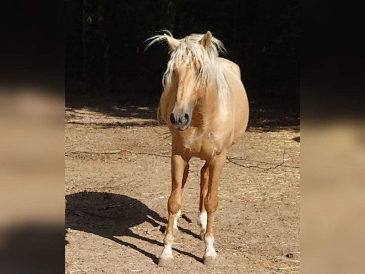 Andalou Étalon 5 Ans 154 cm Palomino in Langenaltheim