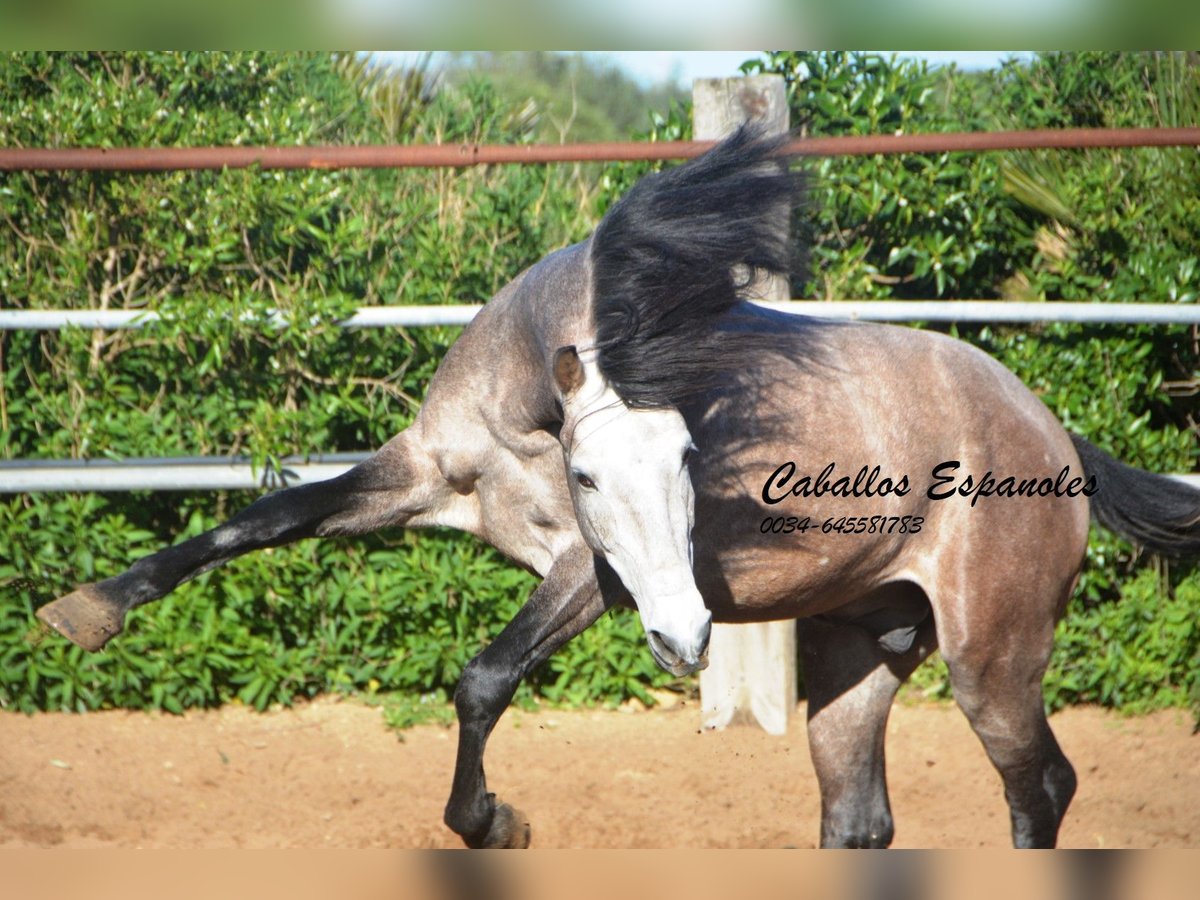 Andalou Étalon 5 Ans 156 cm Gris noir in Vejer de la Frontera