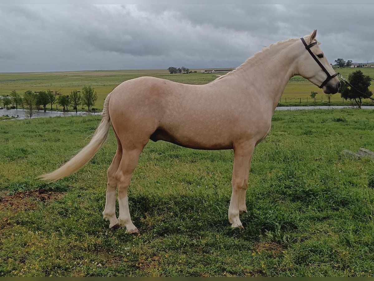 Andalou Étalon 5 Ans 157 cm Palomino in Caceres