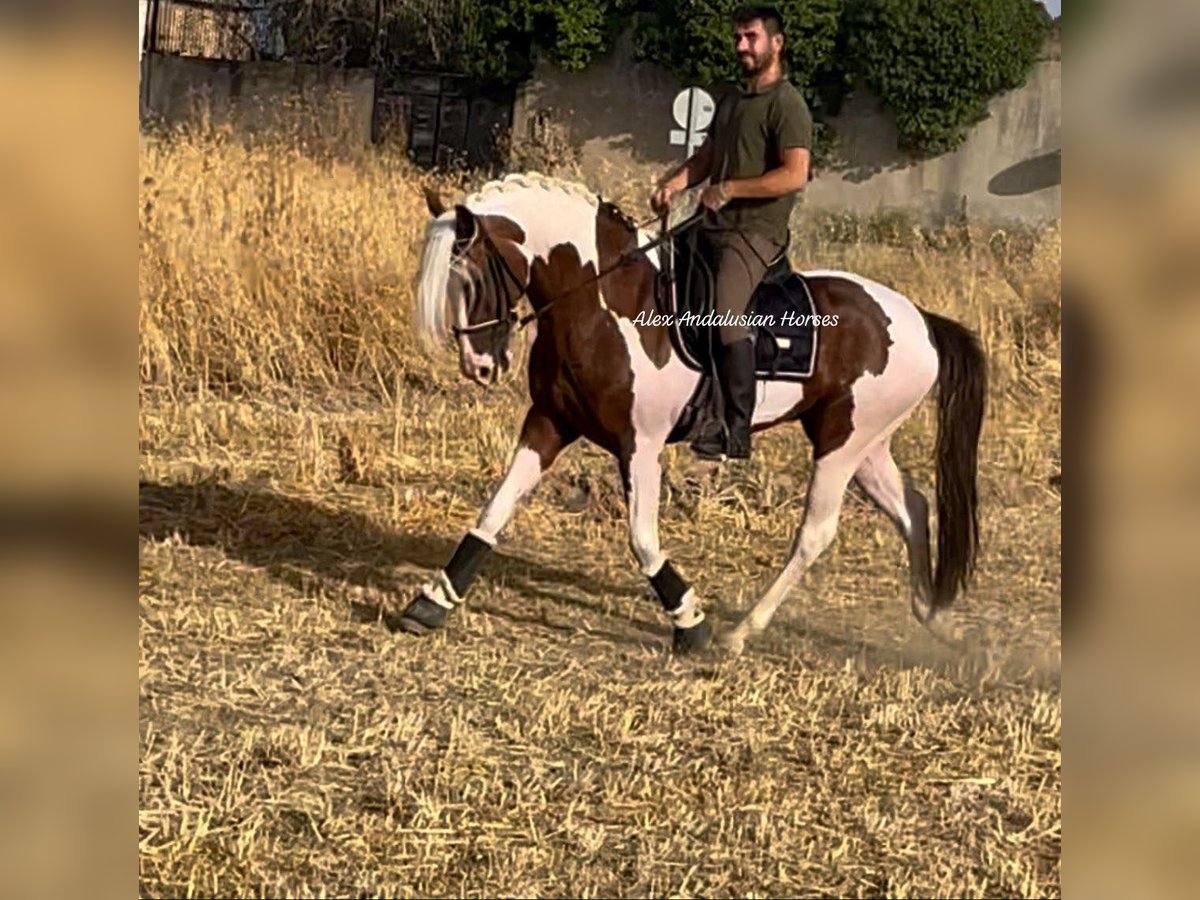 Andalou Étalon 5 Ans 160 cm Pinto in Sevilla