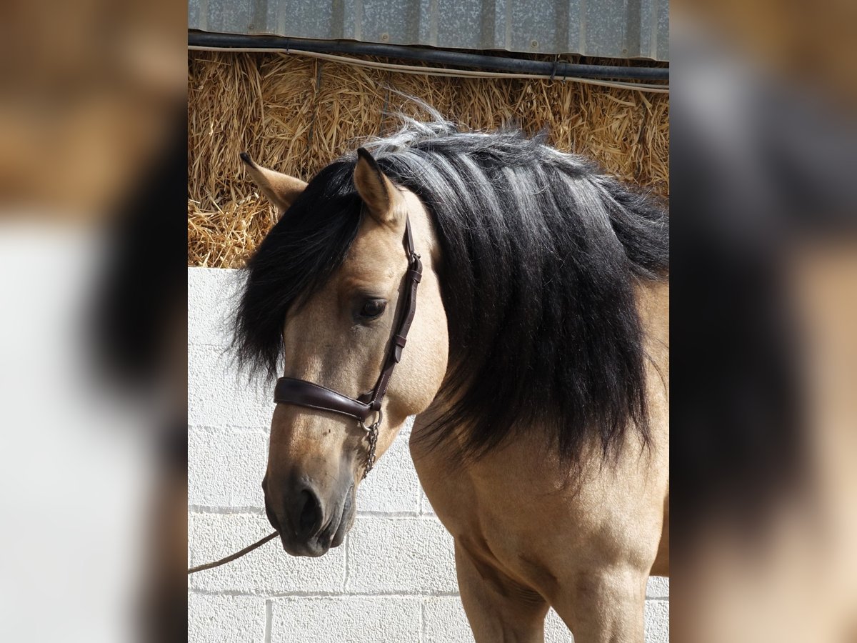 Andalou Étalon 5 Ans 162 cm Buckskin in Coín, Malaga