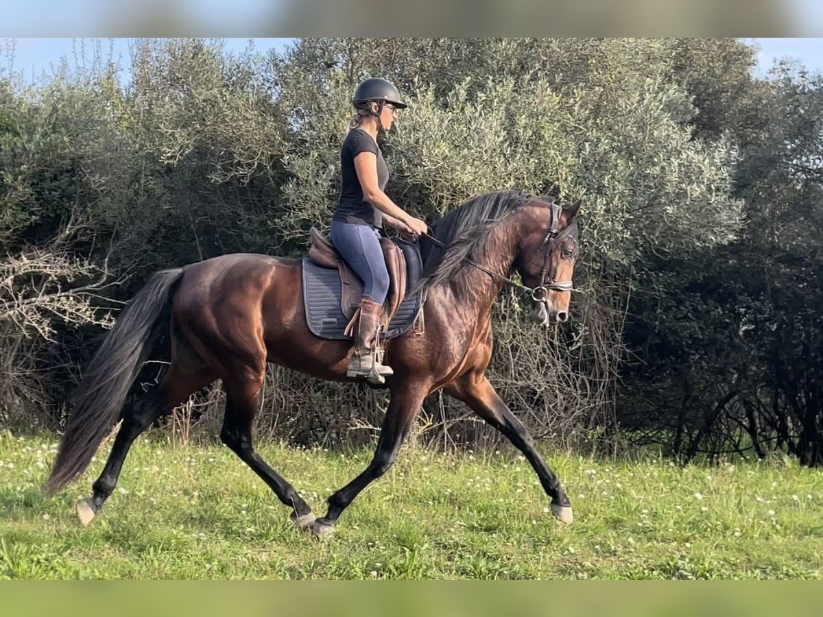 Andalou Étalon 5 Ans 163 cm Bai cerise in Aubais