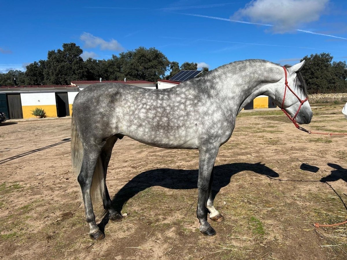 Andalou Étalon 5 Ans 163 cm Gris pommelé in Cordoba