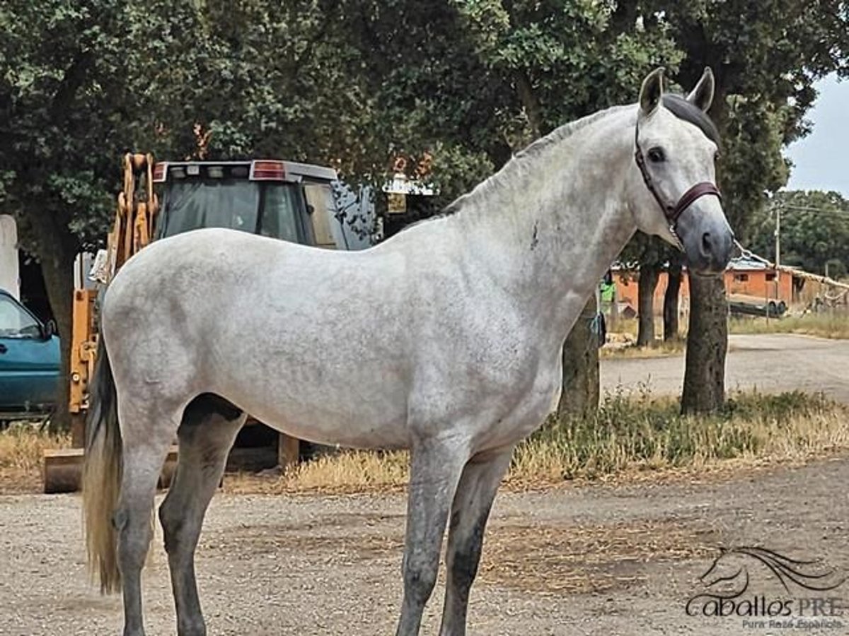 Andalou Étalon 5 Ans 166 cm Gris in Valladolid