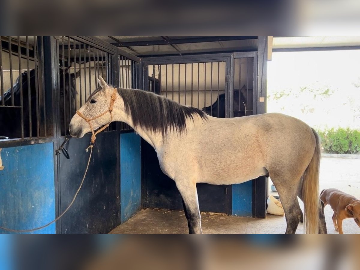 Andalou Étalon 6 Ans 159 cm Gris in Pilas